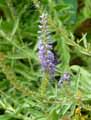 Veronica spicata