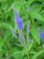 Veronica spicata