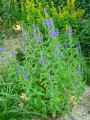 Veronica spicata