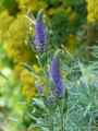 Veronica spicata