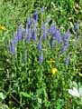 Veronica spicata
