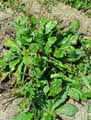 Wulfenia orientalis
