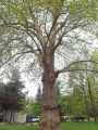 Platanus orientalis