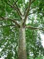 Platanus orientalis