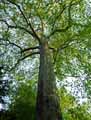 Platanus x acerifolia, Platanus x hispanica