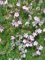 Acantholimon ulicinum