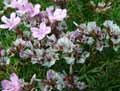 Acantholimon ulicinum