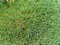 Acantholimon ulicinum