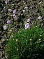 Armeria canescens