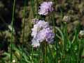 Plumbaginaceae-Armeria-canescens-Armerie.jpg