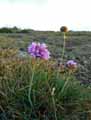 Plumbaginaceae-Armeria-maritima-Gazon-d-Olympe-Gazon-d-Espagne.jpg