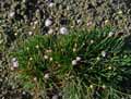 Armeria pungens