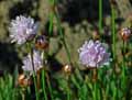 Plumbaginaceae-Armeria-pungens-Armerie-piquante.jpg