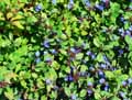 Plumbaginaceae-Ceratostigma-plumbaginoides-Dentelaire-bleue-Ceratostigme.jpg