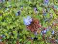 Ceratostigma willmottianum