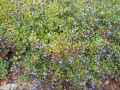 Ceratostigma willmottianum
