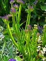 Limonium sinuatum