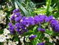 Limonium sinuatum