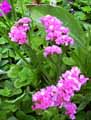 Plumbaginaceae-Limonium-sinuatum-Rose-Tacite-Statice.jpg