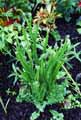 Plumbaginaceae-Limonium-sinuatum-Statice.jpg