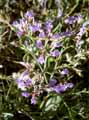 Limonium sp.