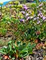 Plumbaginaceae-Limonium-sp.-Statice.jpg