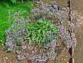 Plumbaginaceae-Limonium-vulgare-Immortelle-bleue-Lavande-de-mer-Saladelle.jpg