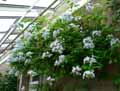 Plumbago capensis