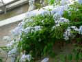 Plumbago capensis