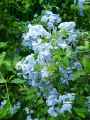Plumbago capensis