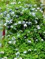 Plumbaginaceae-Plumbago-capensis-Plumbago-du-Cap.jpg