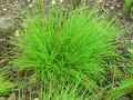 Agrostis canina