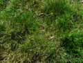 Agrostis capillaris