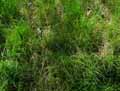Agrostis stolonifera