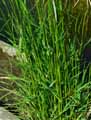 Alopecurus pratensis