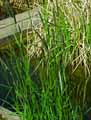 Alopecurus pratensis