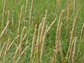 Ammophila arenaria, Arundo arenaria