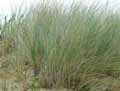 Ammophila arenaria, Arundo arenaria