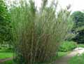 Arundo donax