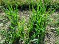 Avena sativa