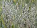 Avena sativa