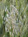 Avena sativa