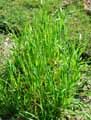 Avena sativa ssp. orientalis
