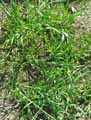 Avena sterilis