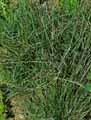 Avenula bromoides