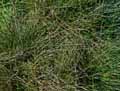 Avenula pubescens