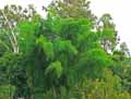 Bambusa vulgaris
