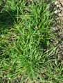 Bromus hordeaceus