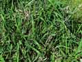 Bromus inermis, Bromopsis inermis