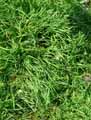 Bromus madritensis